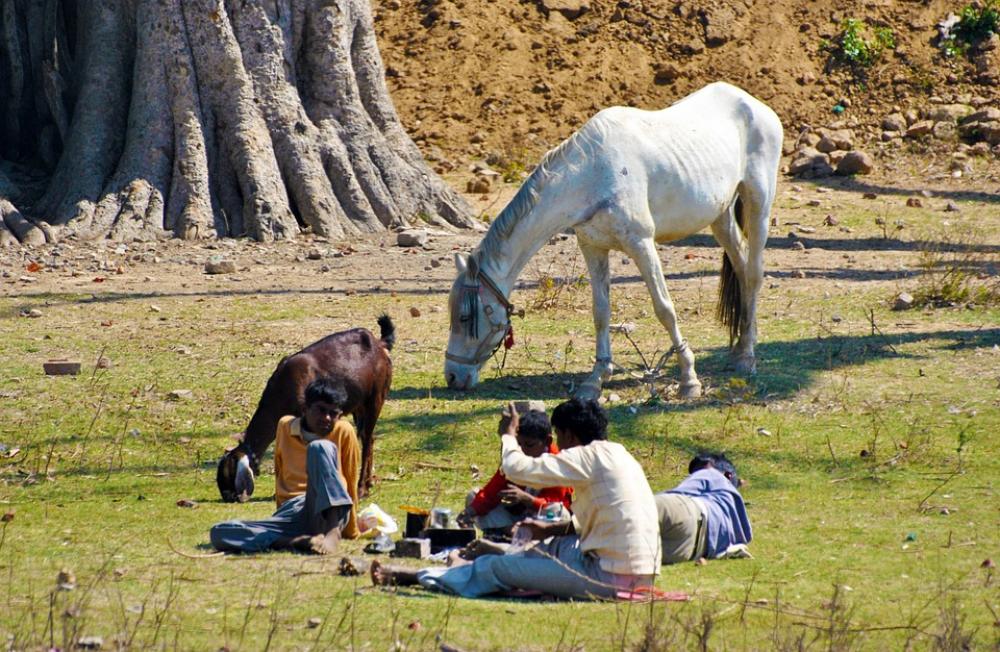 Horse Tree People Goat Grass Food Animal Grazing Horse Tree People Goat Grass Food Animal Grazing