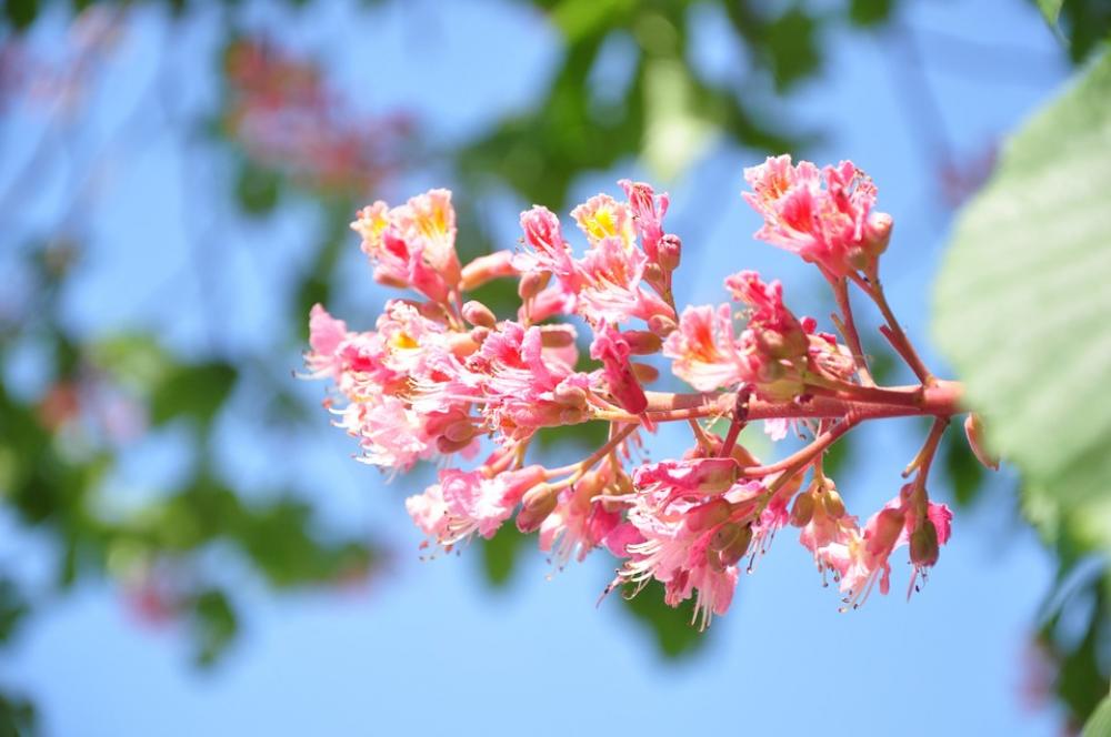Horse Chestnut Pink Green Blue Horse Chestnut Pink Green Blue