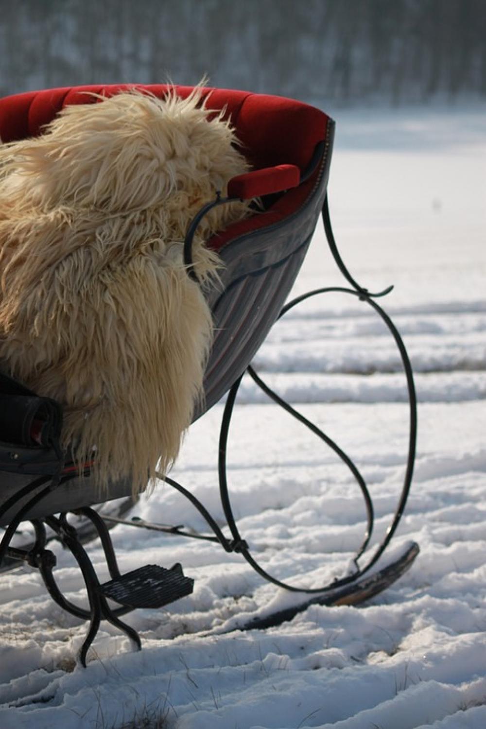Horse Drawn Sleigh Winter Snowfield Cold Horse Drawn Sleigh Winter Snowfield Cold