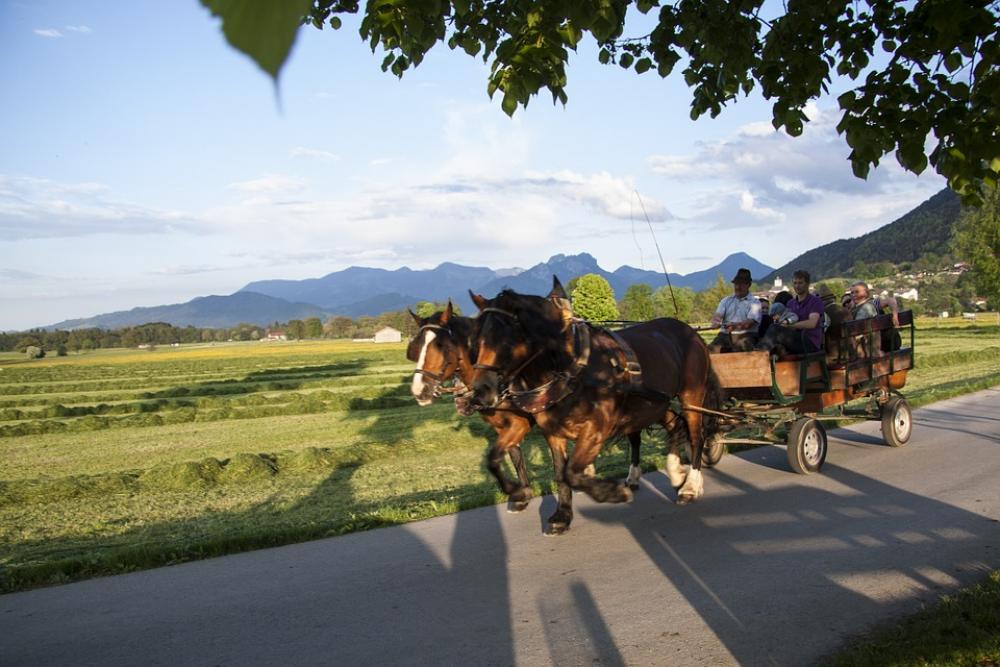 Horses Horse Drawn Carriage More Spring Sunshine Horses Horse Drawn Carriage More Spring Sunshine