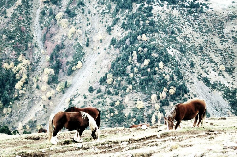 Horses Girona Landscape Animals Nature Prado Horses Girona Landscape Animals Nature Prado