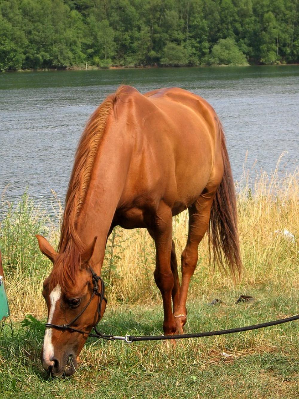 Horses Chestnut Browse Horses Chestnut Browse