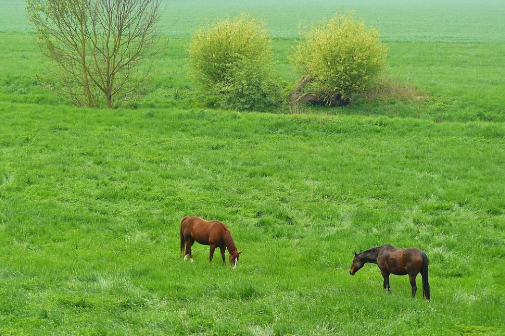 Horses Horse Animals Animal Riding Horses Pasture Horses Horse Animals Animal Riding Horses Pasture