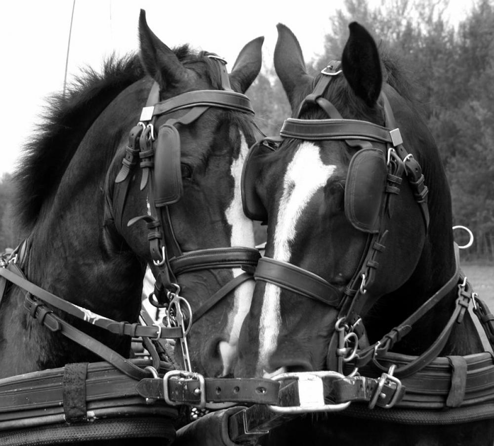 Horses Tactics Snack Driving Horses Animals Horses Tactics Snack Driving Horses Animals
