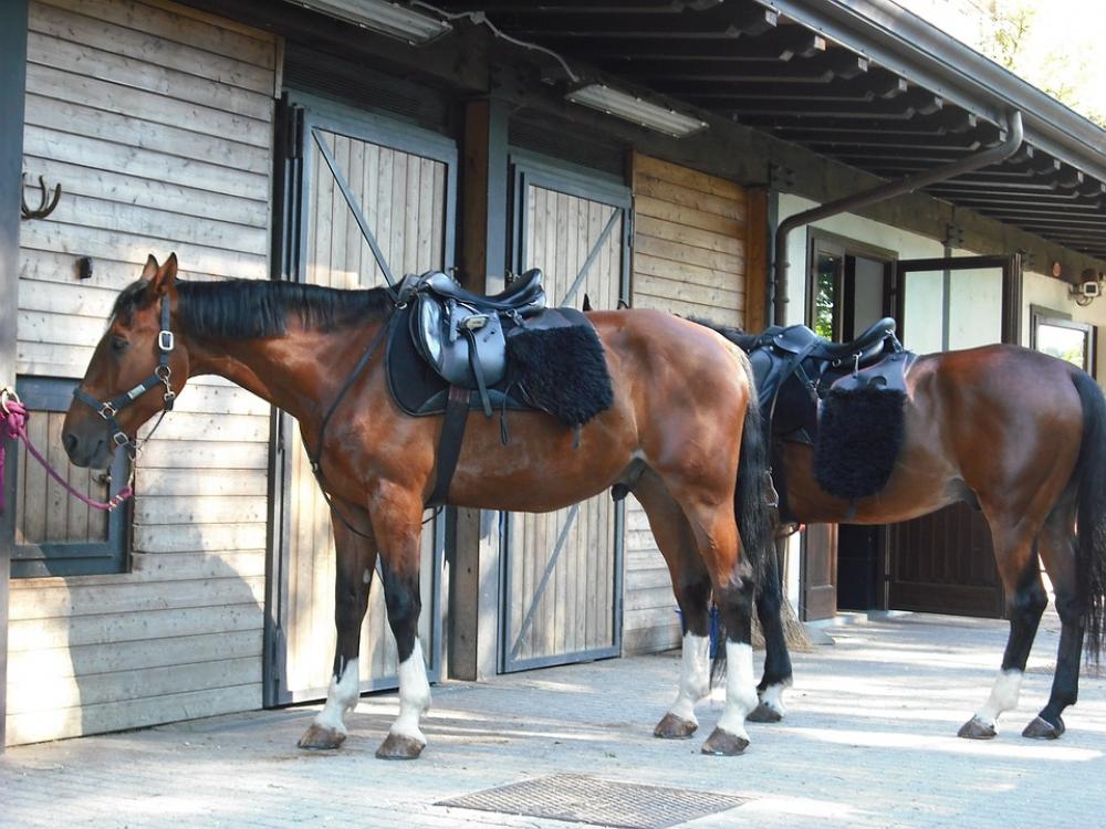 Horses Stable Horses Stable