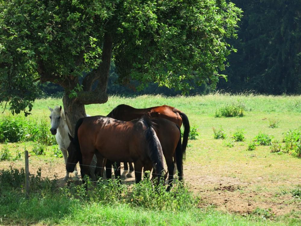 Horses Fields Summer Horses Fields Summer