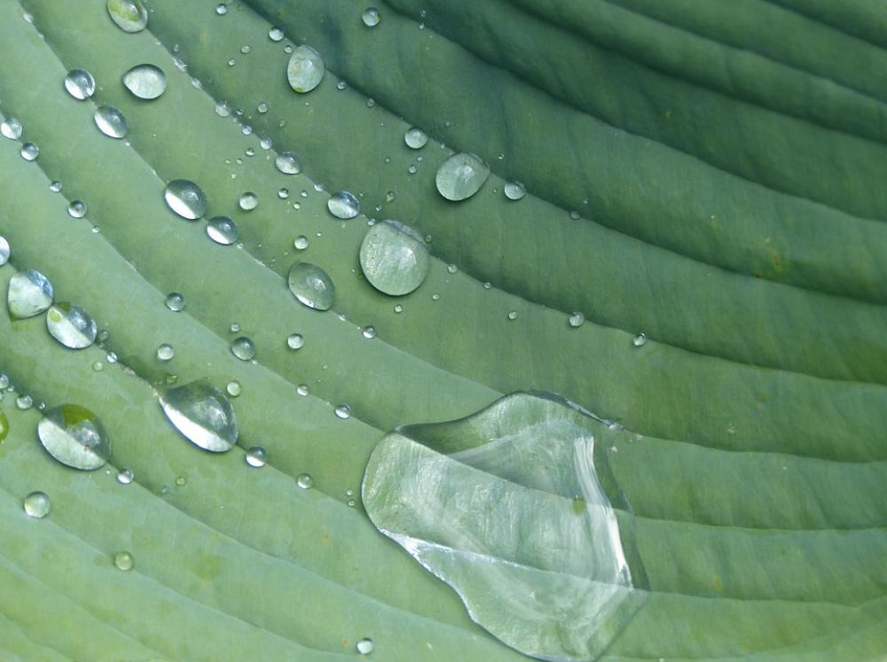 Hosta Garden Perennial Raindrop Plant Sheet Green Hosta Garden Perennial Raindrop Plant Sheet Green