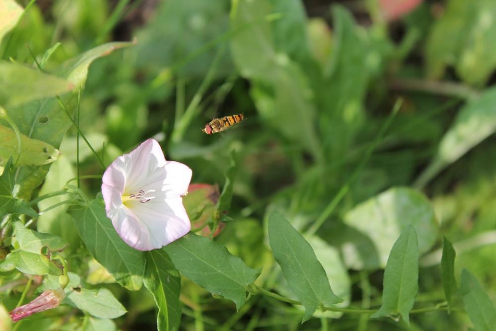 Hoverfly Insect Flower Nature Green Spring Summer Hoverfly Insect Flower Nature Green Spring Summer