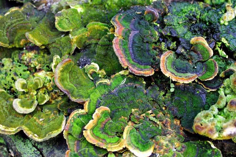 Hub Mushroom The Parasite Nature Tree Mushrooms Hub Mushroom The Parasite Nature Tree Mushrooms