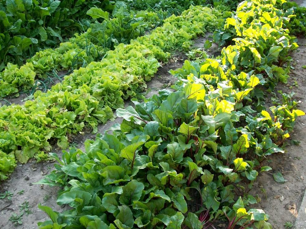 Huerta Spring Huerta Spring