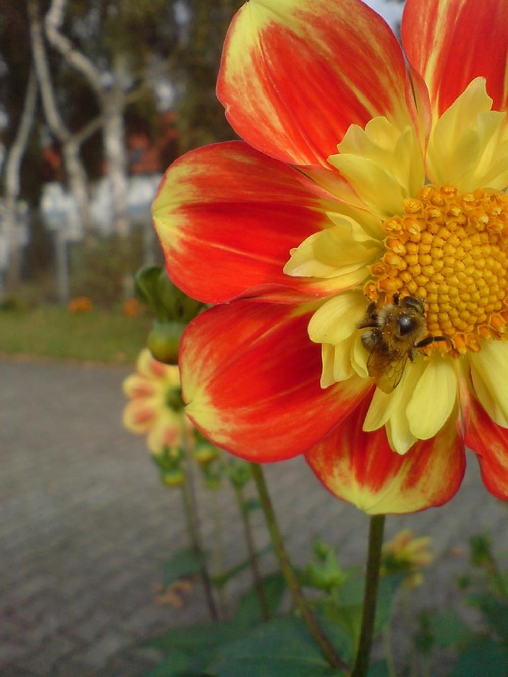 Hummel Flower Blossom Bloom Food Hummel Flower Blossom Bloom Food