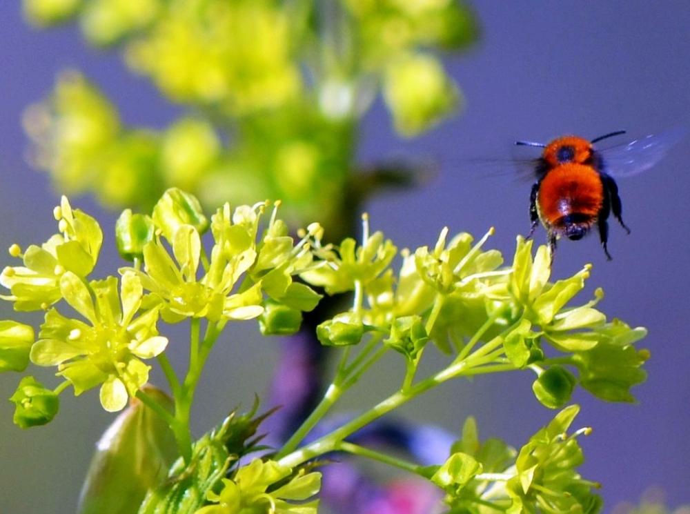 Hummel Flying Summer Hummel Flying Summer