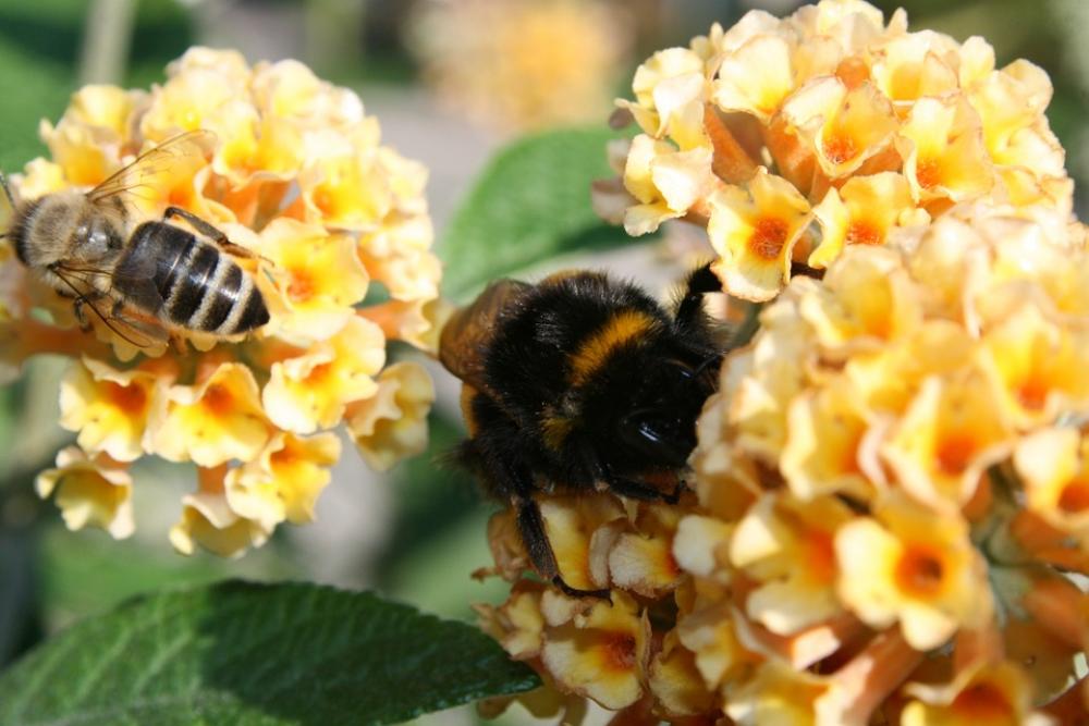 Hummel Bee Insect Blossom Bloom Close Up Hummel Bee Insect Blossom Bloom Close Up