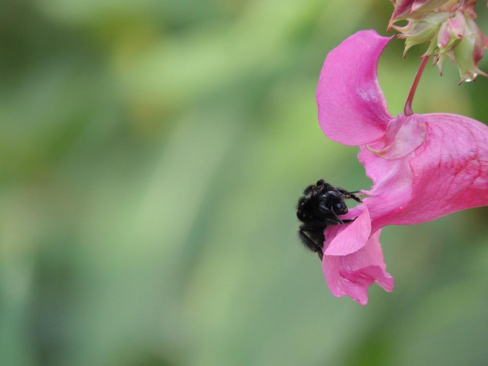 Hummel Blossom Bloom Nectar Nature Close Up Hummel Blossom Bloom Nectar Nature Close Up