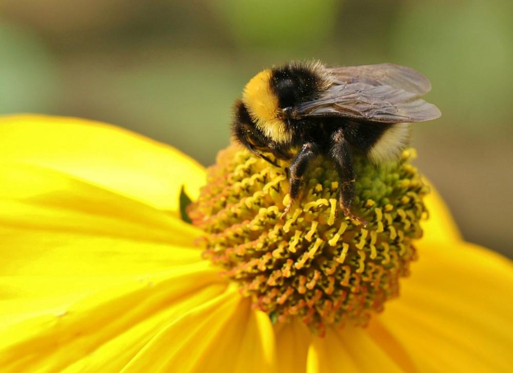 Hummel Insect Blossom Bloom Plant Pollen Sprinkle Hummel Insect Blossom Bloom Plant Pollen Sprinkle