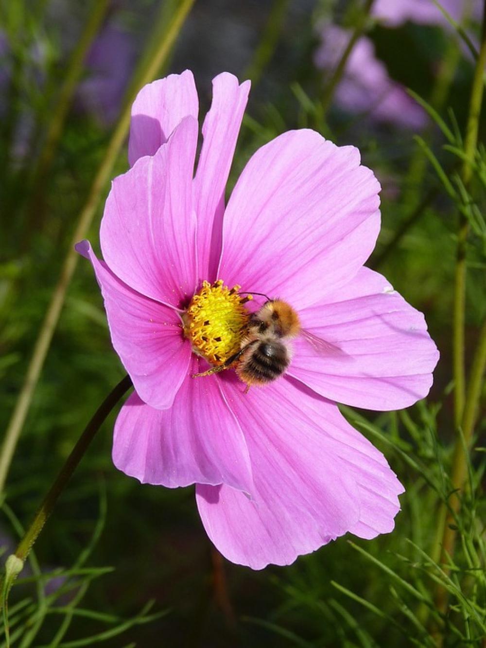 Hummel Flower Blossom Bloom Pink Plant Nature Hummel Flower Blossom Bloom Pink Plant Nature