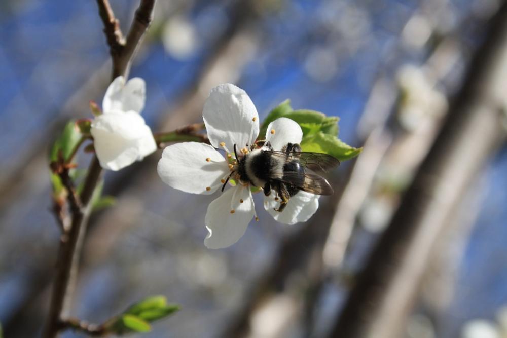 Hummel Blossom Bloom Spring Plant Insect Hummel Blossom Bloom Spring Plant Insect