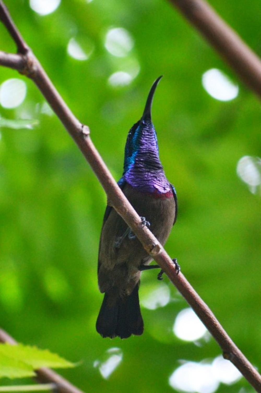 Humming Bird Male Bird Colorful Bird Bird Wildlife Humming Bird Male Bird Colorful Bird Bird Wildlife