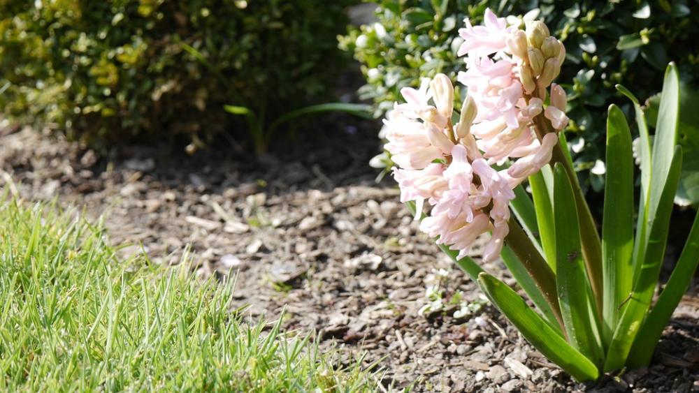 Hyacinth Pink Blossom Bloom Flower Colorful Hyacinth Pink Blossom Bloom Flower Colorful
