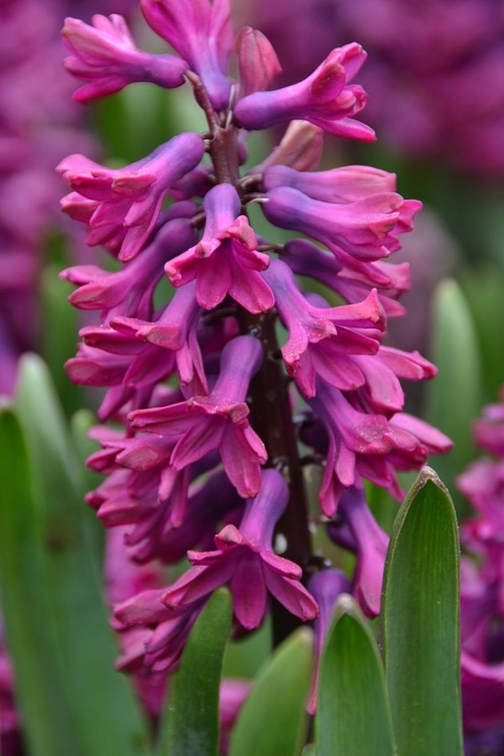 Hyacinth Bloom Purple Hyacinth Bloom Purple