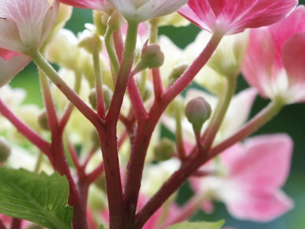 Hydrangea Pink White Hydrangea Pink White