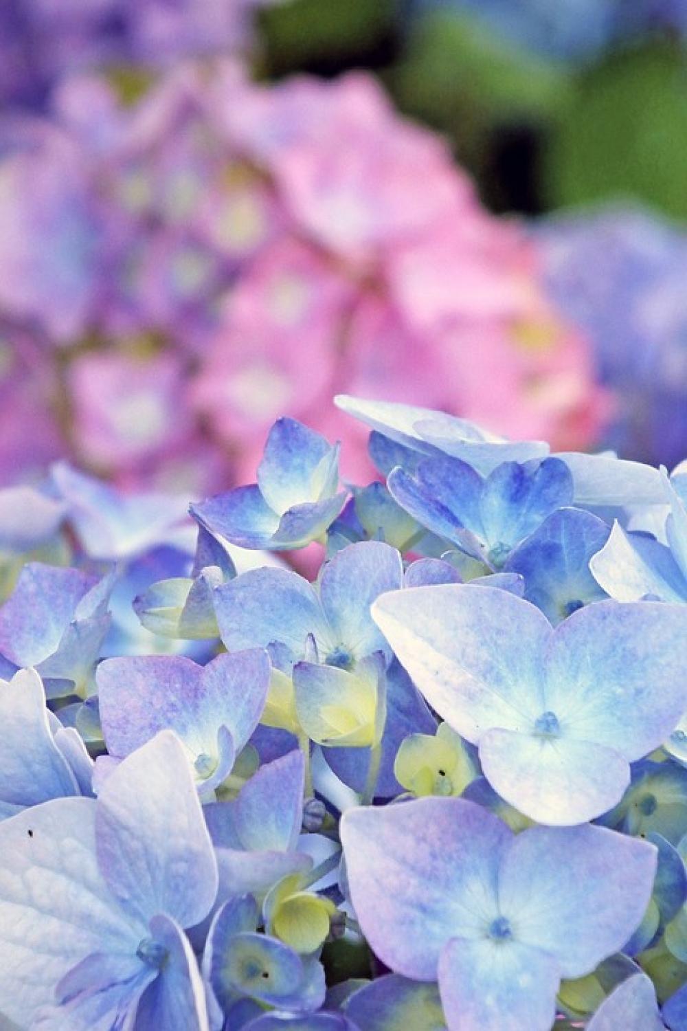 Hydrangea Blossom Bloom Blue Inflorescence Flora Hydrangea Blossom Bloom Blue Inflorescence Flora