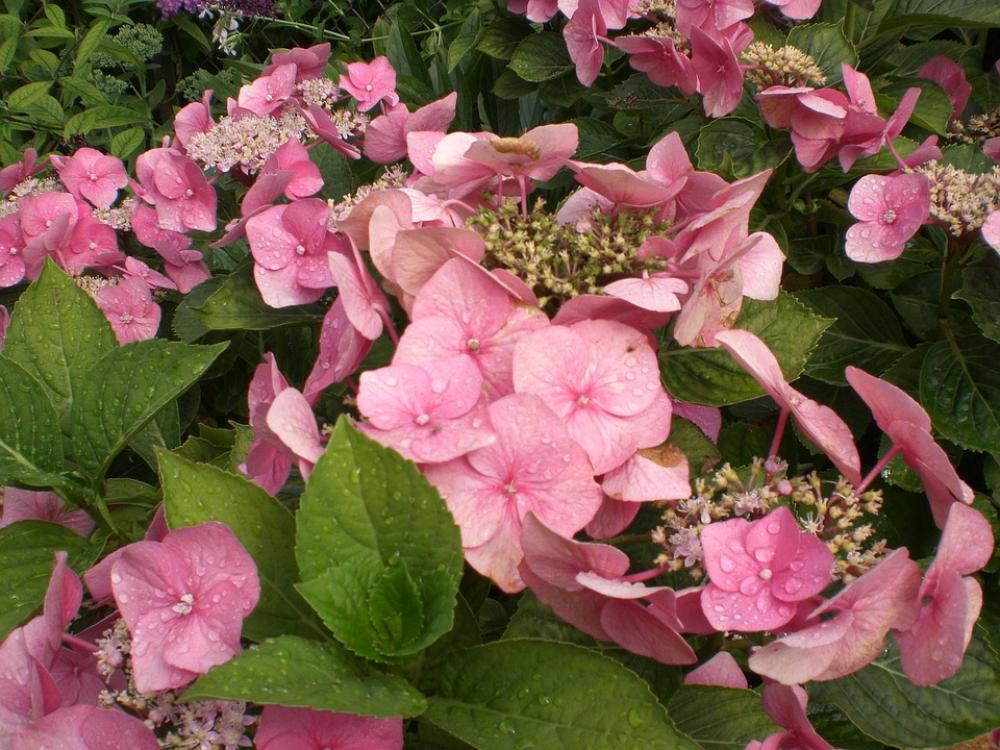 Hydrangea Flower Blossom Bloom Hortensis Hydrangea Flower Blossom Bloom Hortensis