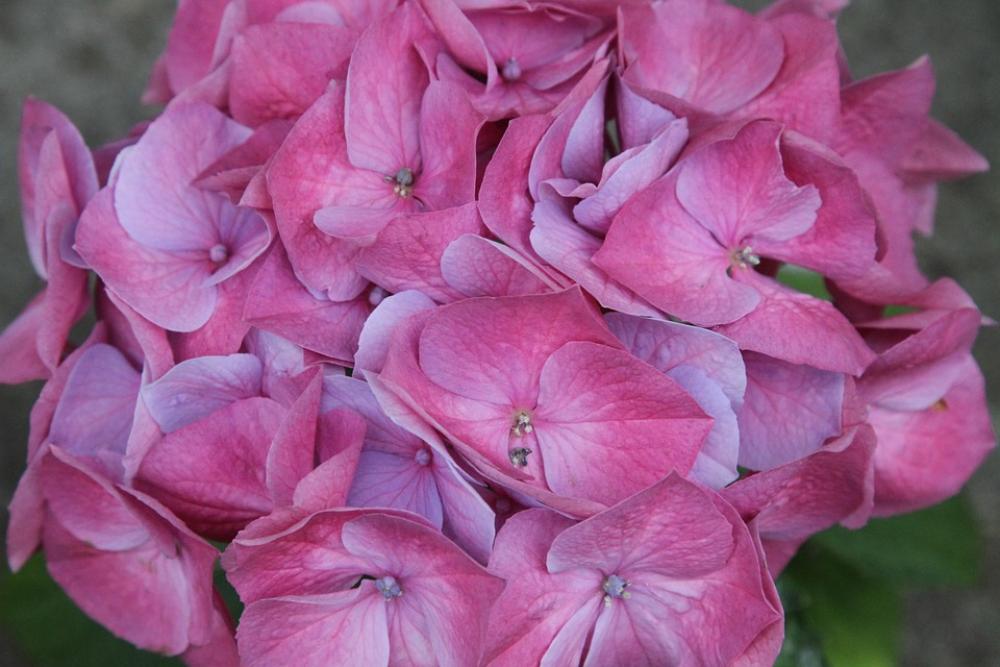 Hydrangea Hydrangeas Close Flowers Pink Blossom Hydrangea Hydrangeas Close Flowers Pink Blossom