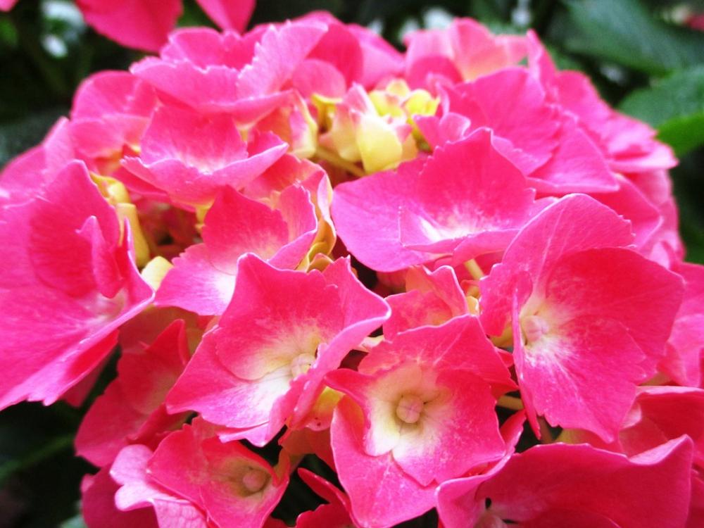 Hydrangea Flowers Bush Ornamental Shrub Hydrangea Flowers Bush Ornamental Shrub