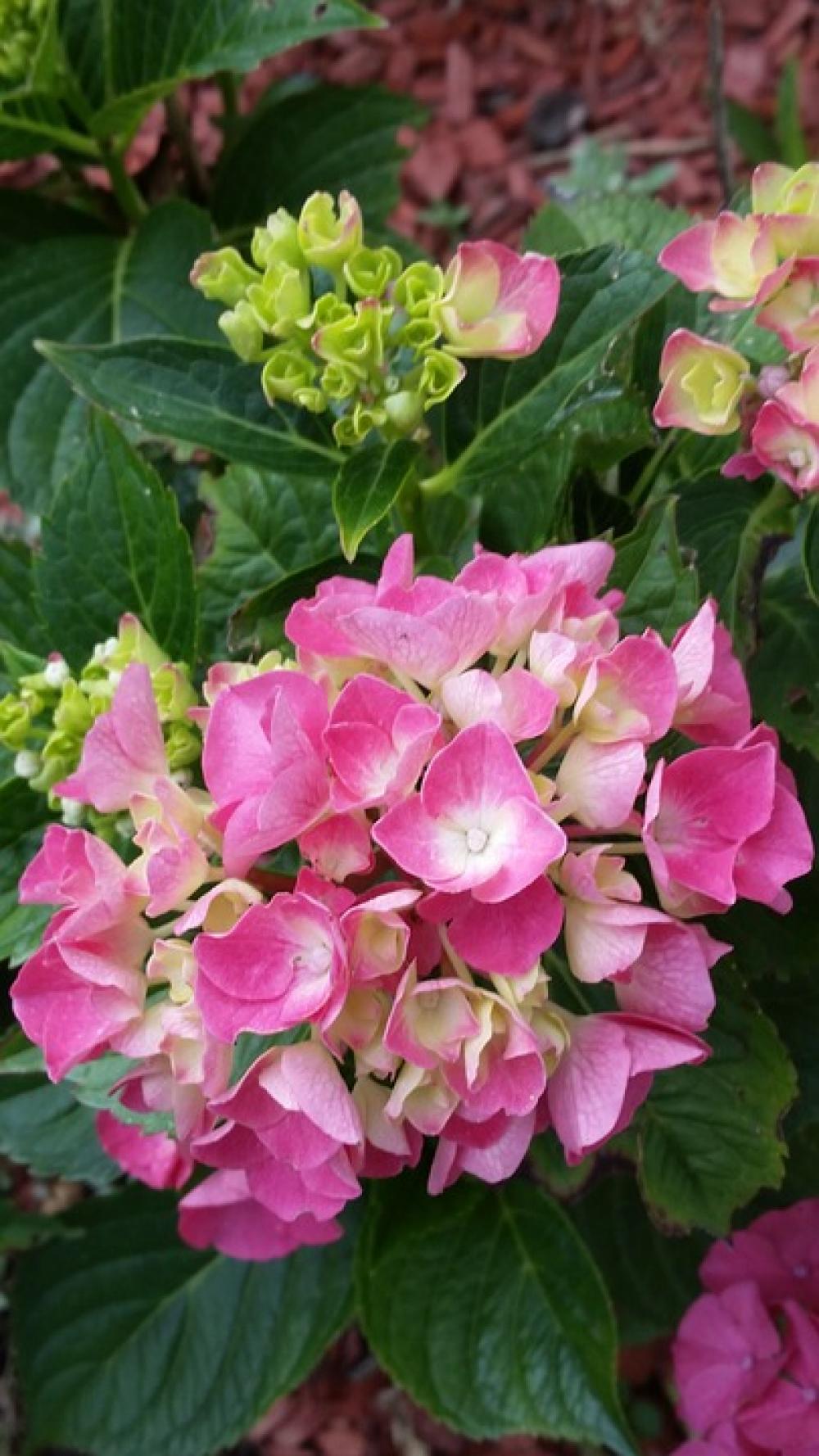 Hydrangea Flower Blossom Bloom Plant Nature Pink Hydrangea Flower Blossom Bloom Plant Nature Pink