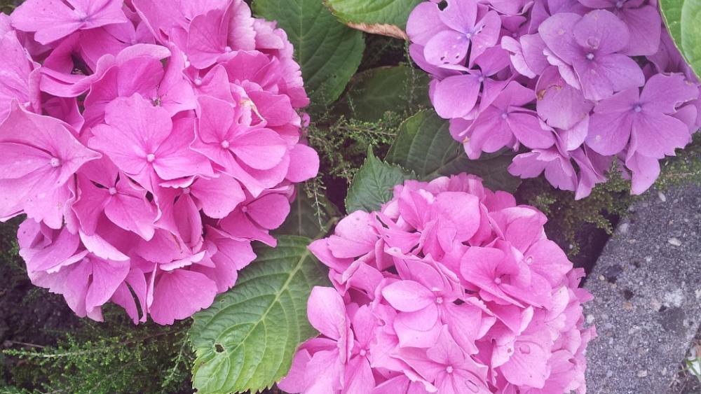 Hydrangea Colorful Pink Purple Flowers Hydrangea Colorful Pink Purple Flowers