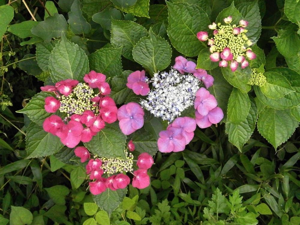 Hydrangeas Hydrangea Purple Flowers Red Flowers Hydrangeas Hydrangea Purple Flowers Red Flowers