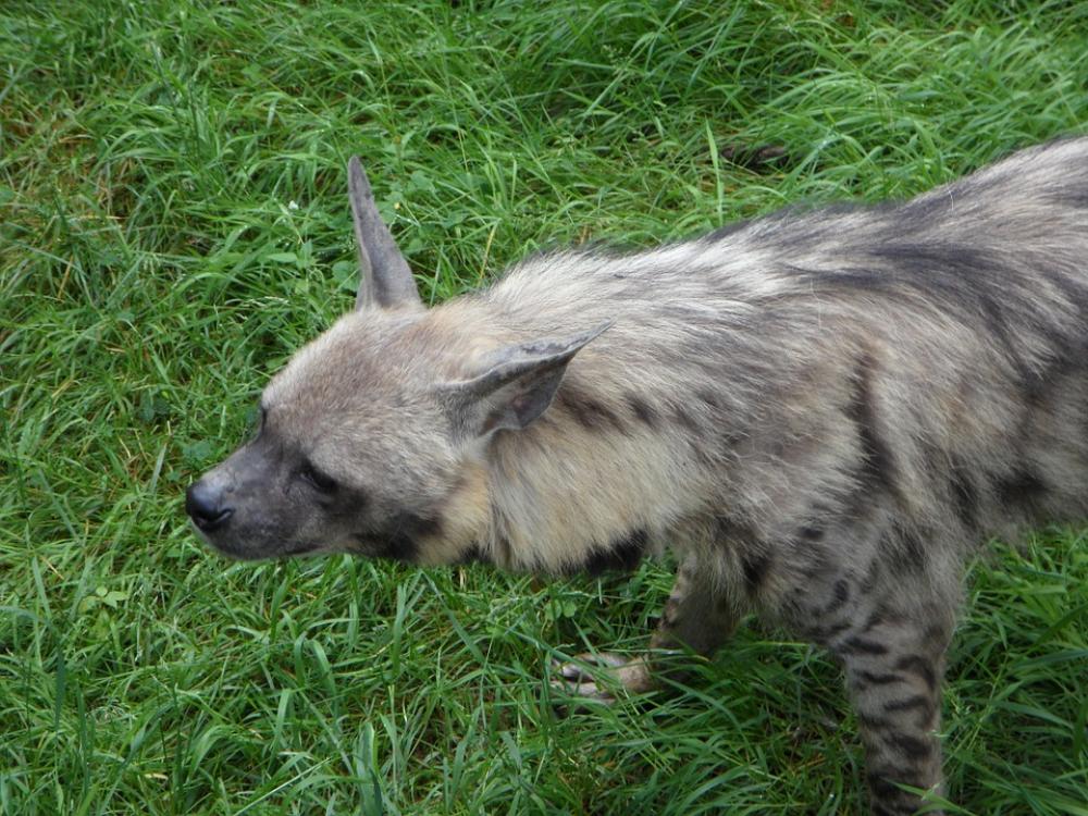 Hyena Zoo Animal Lurking Mindful Hyena Zoo Animal Lurking Mindful