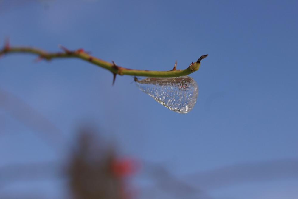 Ice Branch Cold Ice Branch Cold