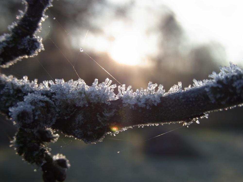 Ice Crystals Winter Branch Tree Cold Sun Nature Ice Crystals Winter Branch Tree Cold Sun Nature
