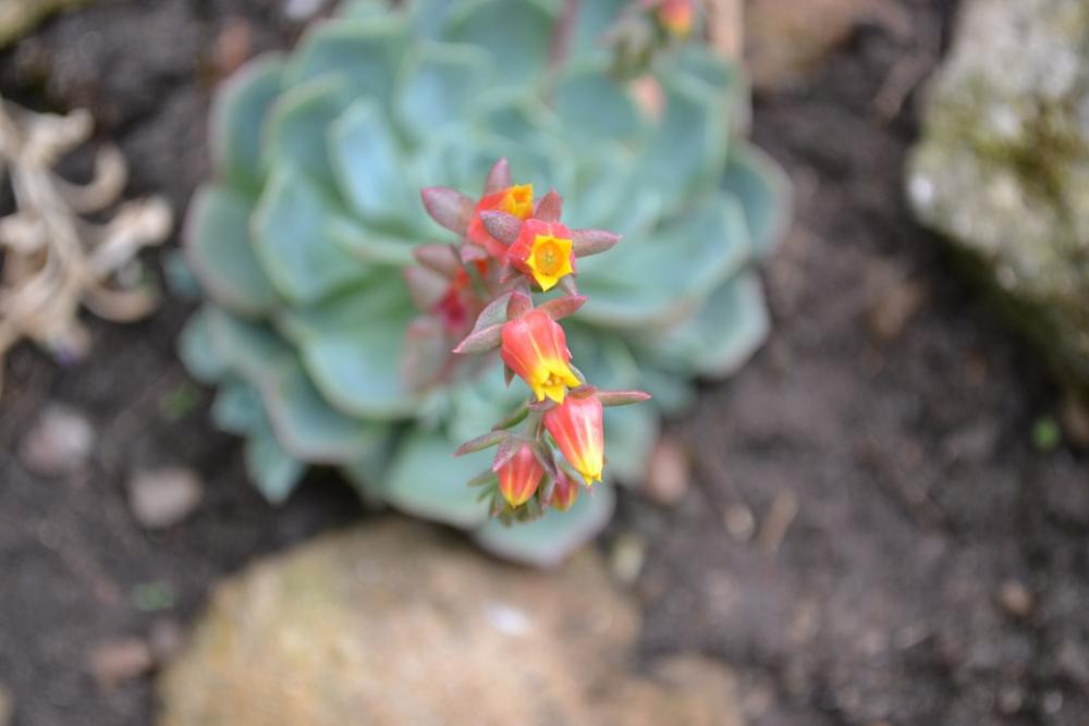 Ice Plant Flower Red Yellow Orange House Leek Ice Plant Flower Red Yellow Orange House Leek