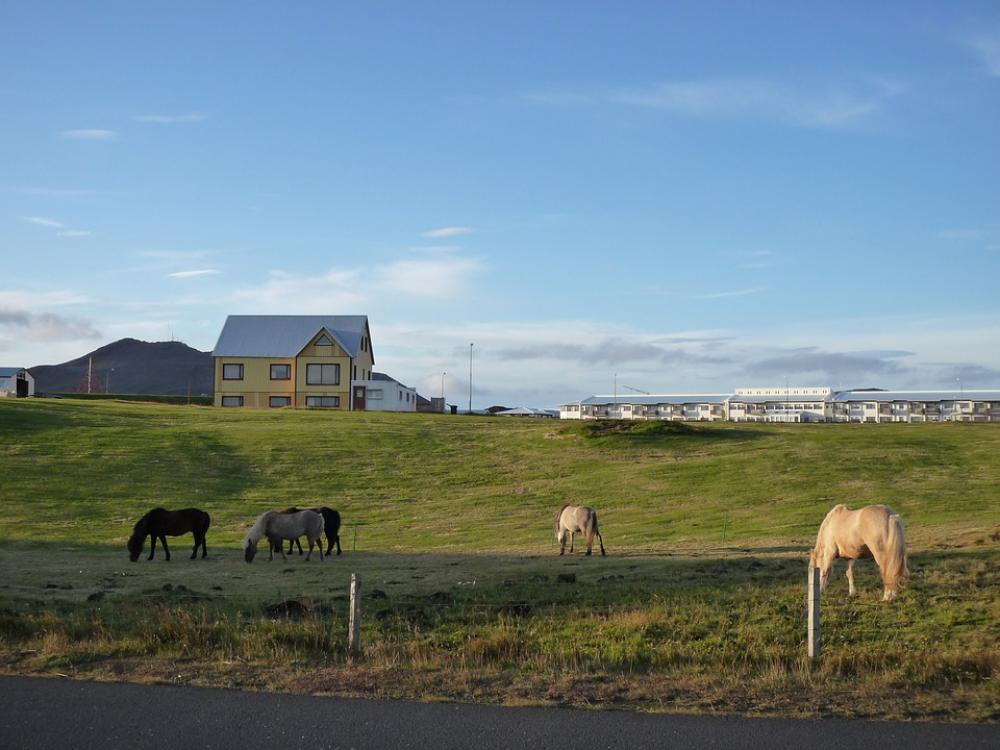 Iceland Nature Horses Landscape Iceland Nature Horses Landscape