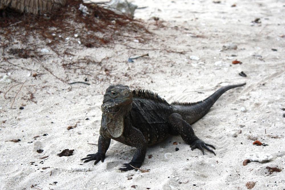 Iguana Cuba Caribbean Iguana Cuba Caribbean