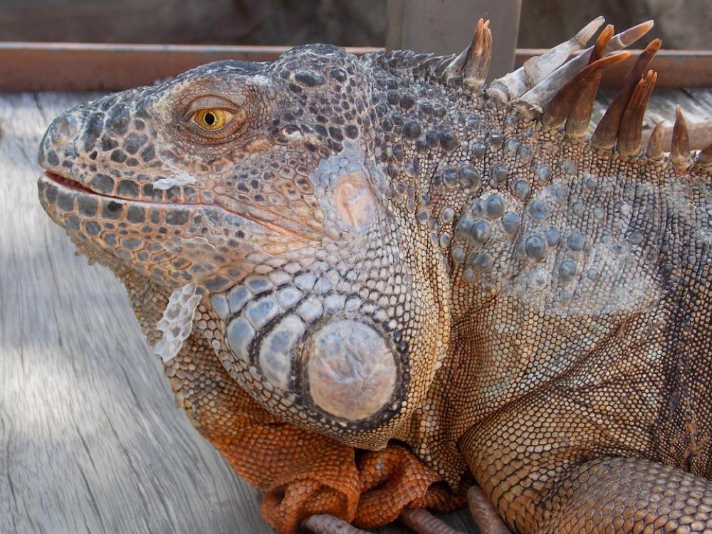 Iguana Reptile Lizard Iguana Reptile Lizard