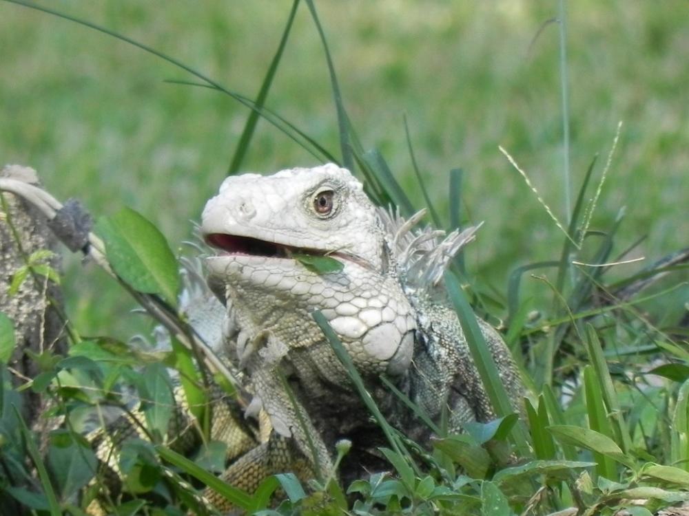 Iguana Animal Reptile Iguana Animal Reptile