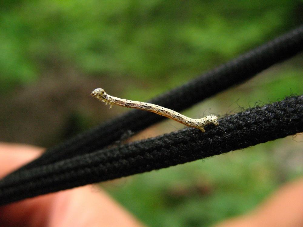 Inchworm Insect Bug Outdoors Nature Close Up Inchworm Insect Bug Outdoors Nature Close Up