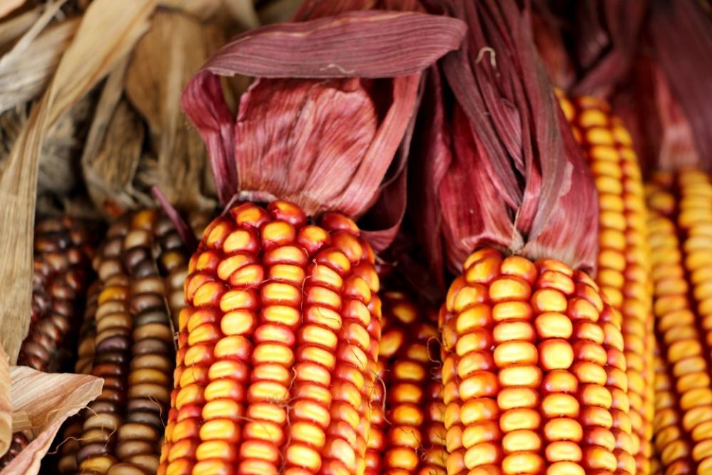 Indian Corn Indian Corn Decoration Halloween Indian Corn Indian Corn Decoration Halloween