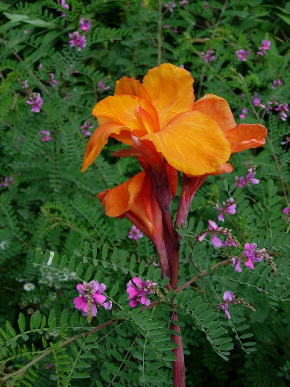 Indian Flower Tube Canna Indica Flower Blossom Indian Flower Tube Canna Indica Flower Blossom