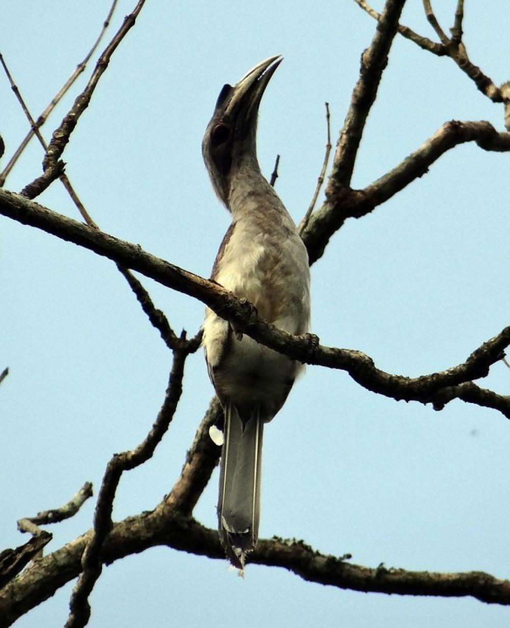 Indian Grey Hornbill Ocyceros Birostris Bird Indian Grey Hornbill Ocyceros Birostris Bird