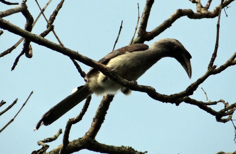 Indian Grey Hornbill Ocyceros Birostris Bird Indian Grey Hornbill Ocyceros Birostris Bird