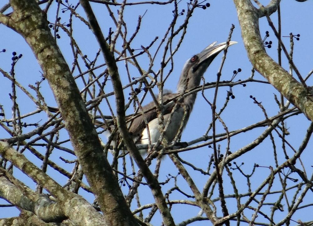Indian Grey Hornbill Ocyceros Birostris Bird Indian Grey Hornbill Ocyceros Birostris Bird