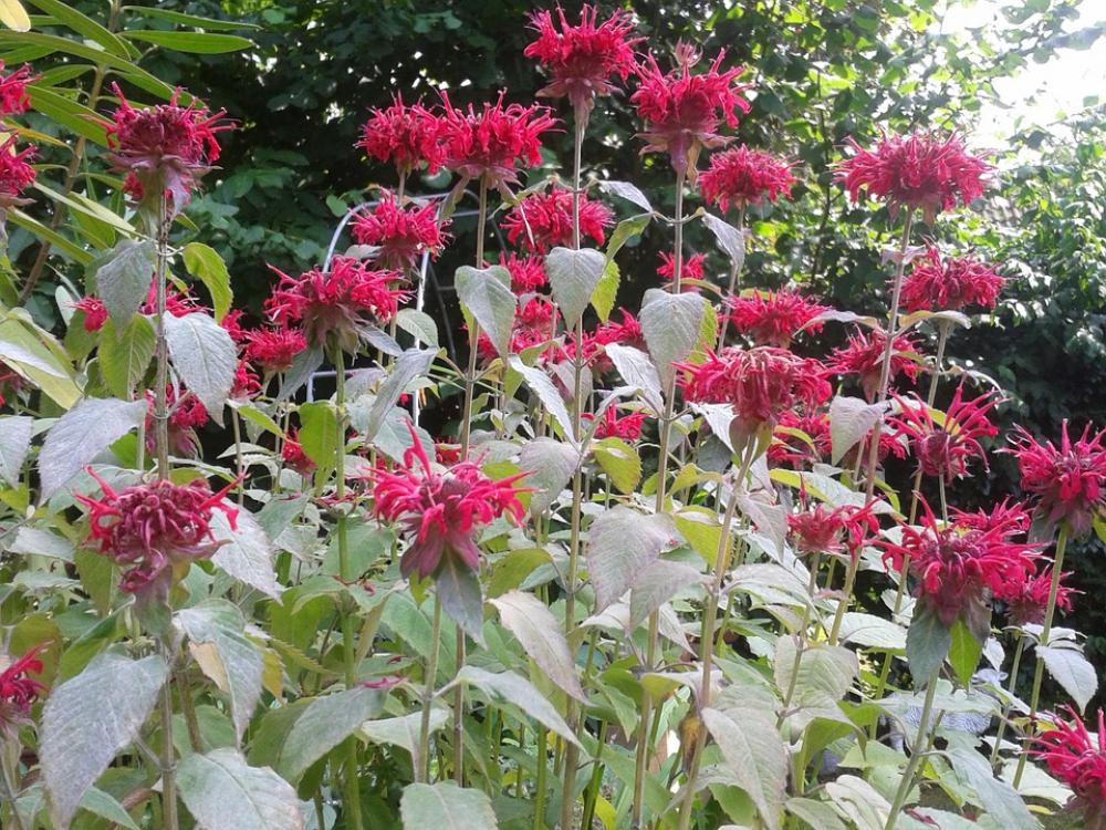 Indian Nettle Nettle Flowers Red Fill Indian Nettle Nettle Flowers Red Fill