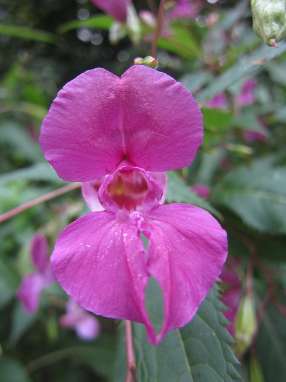 Indian Springkraut Blossom Bloom Purple Indian Springkraut Blossom Bloom Purple