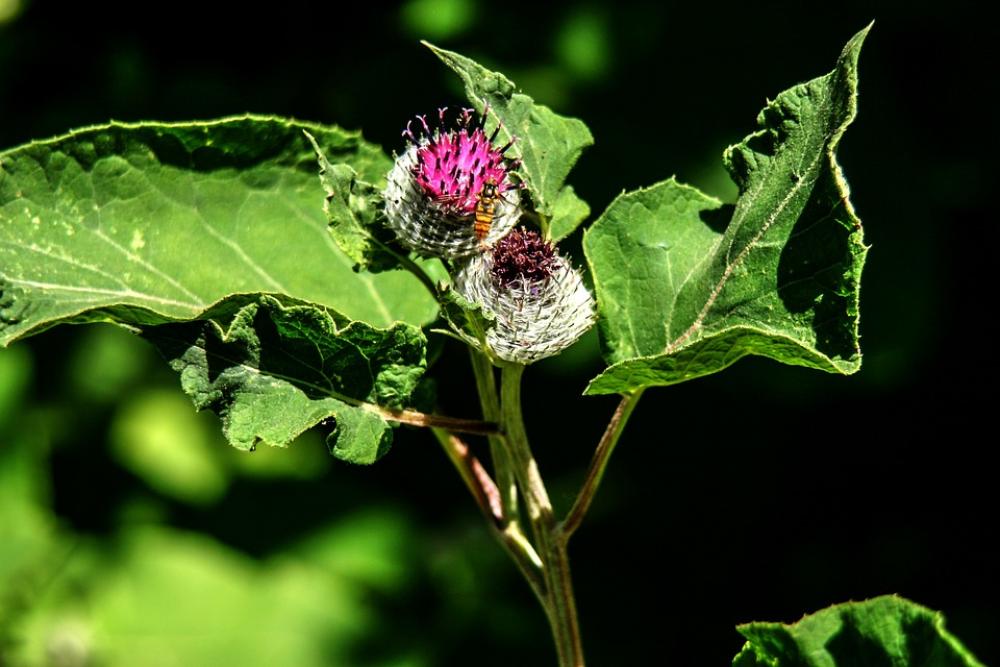 Inflorescence Blossom Bloom Garden Plant Flower Inflorescence Blossom Bloom Garden Plant Flower
