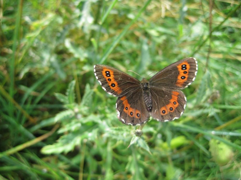 Insect Butterfly Meadows Schwaerzling Erebia Medusa Insect Butterfly Meadows Schwaerzling Erebia Medusa